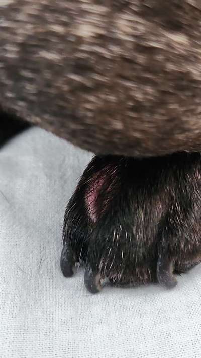 Französische Bulldoggen-Beitrag-Bild