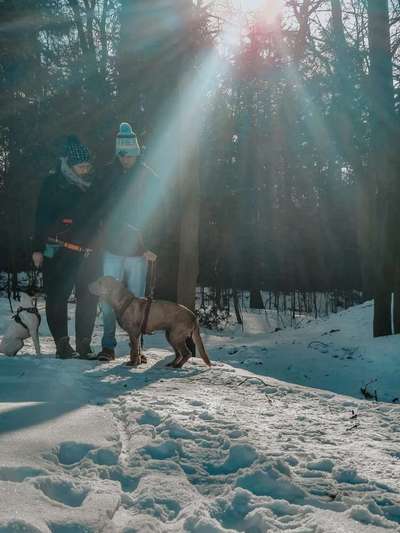 Hundetreffen-Gassi und oder Spielrunden-Bild