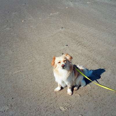 Hundetreffen-Hundekumpels gesucht-Bild