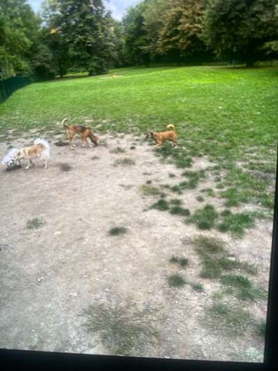 Hundetreffen-Hundetreff (Am Hallo)-Bild