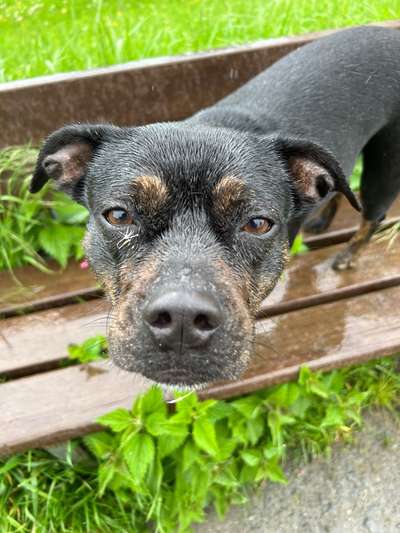 Dogorama Photo Challenge - Frühlingserwachen-Beitrag-Bild