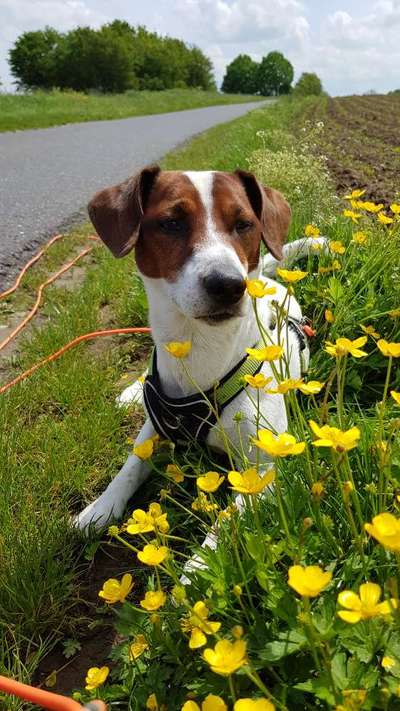 Die Dogorama Monats Challenge "Es grünt und blüht"-Beitrag-Bild