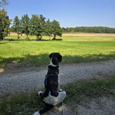 Hundetreffen-Gassi geh Gruppe Kissing / dasing/ friedberg-Profilbild