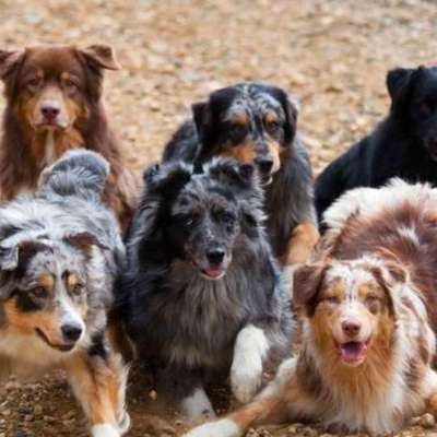 Hundetreffen-Gassigeh Kissing und umgeb-Bild