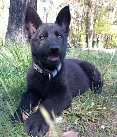 Hundetreffen-Sozialkontakt/Training für Welpen-Bild