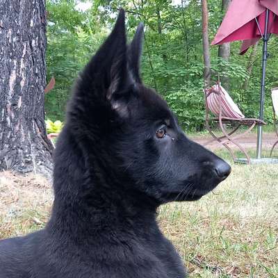 Hundetreffen-Sozialkontakt/Training für Welpen-Bild