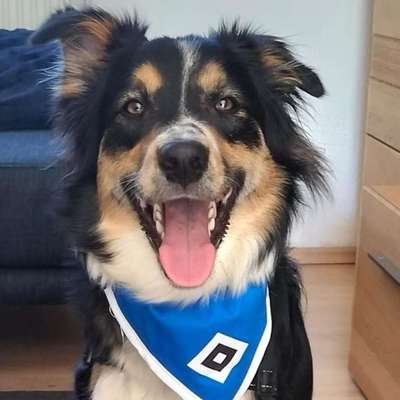 Hundetreffen-Perle sucht Freunde zum spielen-Bild
