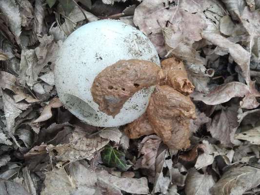 Zeig mir, dass du mit einem hund zusammenlebst....-Beitrag-Bild