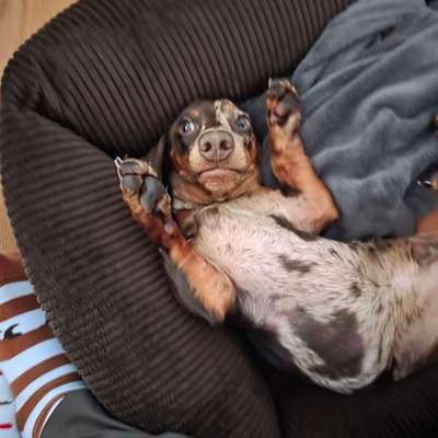 Hundetreffen-Playdate / Kennenlernen-Bild