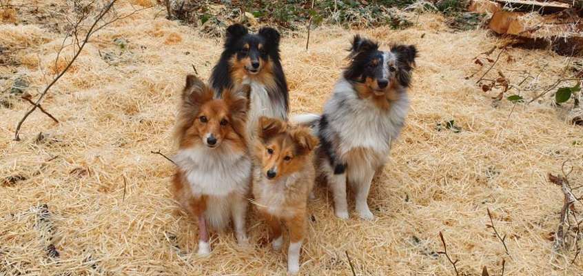 Shelties-Beitrag-Bild