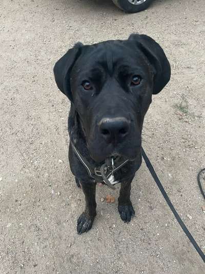 Hundetreffen-Sirius such Kontakt zu anderen Hunden-Bild