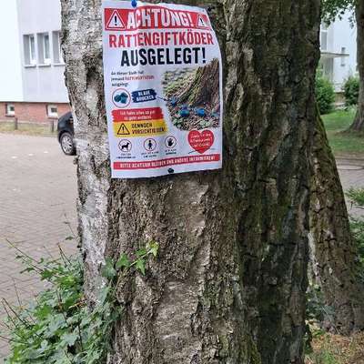 Giftköder-Ratengift-Bild