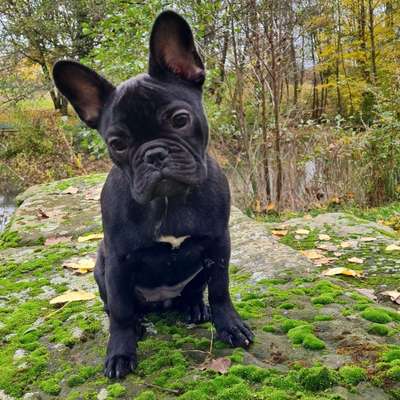 Hundetreffen-Französische Bulldogge (7Monate) sucht gleichgesinnte zum Spielen-Bild