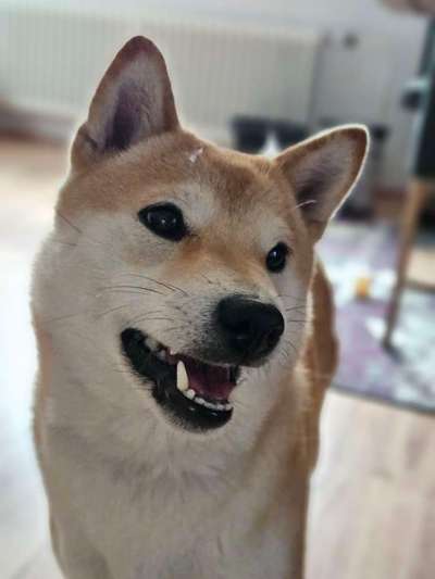 Shiba Inu Erfahrungen?-Beitrag-Bild