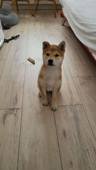 Shiba Inu Erfahrungen?-Beitrag-Bild