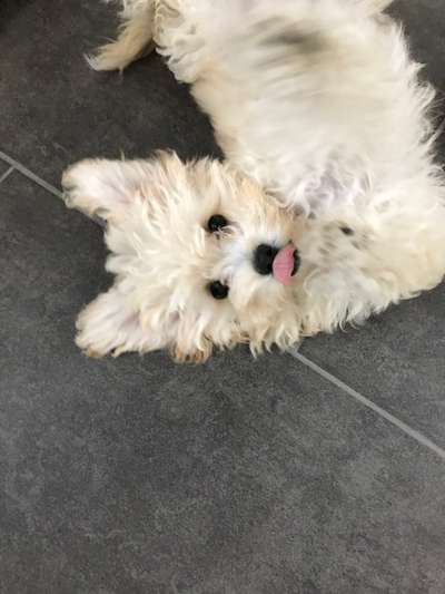 Dogorama Photo Challenge - lustigste Grimasse-Beitrag-Bild