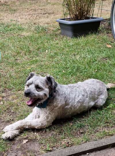 TierschutzhundeStammtisch🐕-Beitrag-Bild