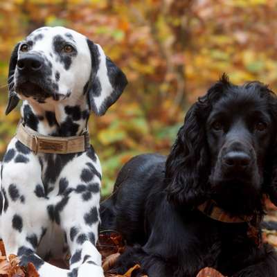 Hundetreffen-Trainingsspaziergang-Bild