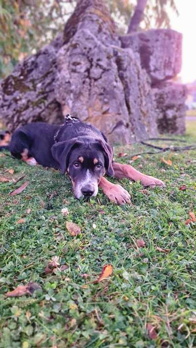 Die besten Hundeblicke 🐾❤️-Beitrag-Bild