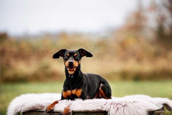 Gibt es noch weitere Rehpinscher oder Pinscher hier?-Beitrag-Bild