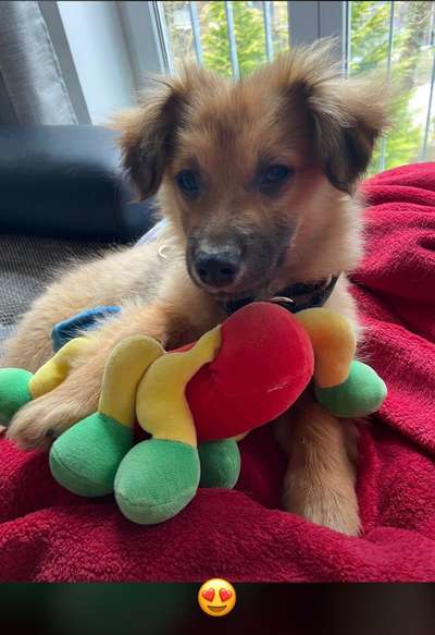 Hunde vom Tierschutzverein 🐕♥️-Beitrag-Bild