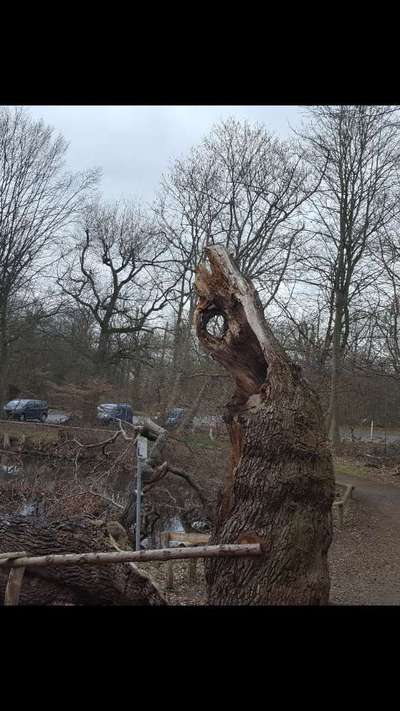 Hundeauslaufgebiet-Scheuermühlenteich-Bild