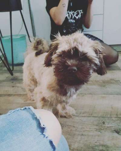 Welpen Bilder !-Beitrag-Bild