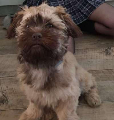 Deutsche Doggen Welpen-Beitrag-Bild