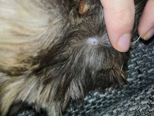 Ist das Schorf?-Beitrag-Bild