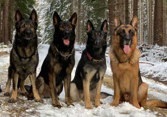 Dogorama Photo Challenge - Es wird nochmal kalt!-Beitrag-Bild