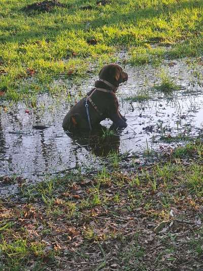 Welpen Bilder !-Beitrag-Bild