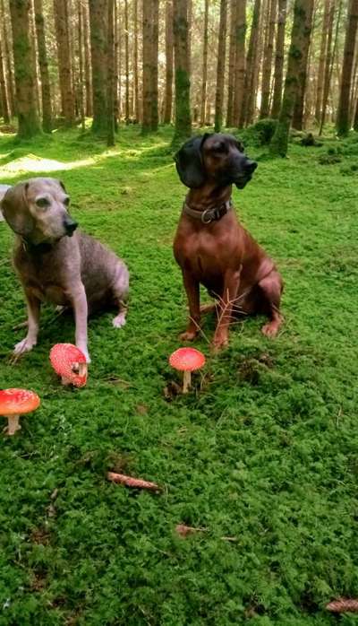 Bayerische Gebirgsschweißhund-Beitrag-Bild