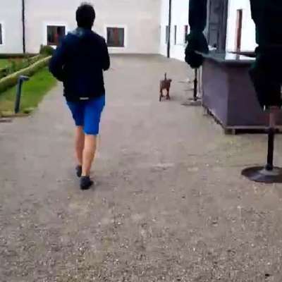 Hundetreffen-Mantrailing Hobby Gruppe-Bild