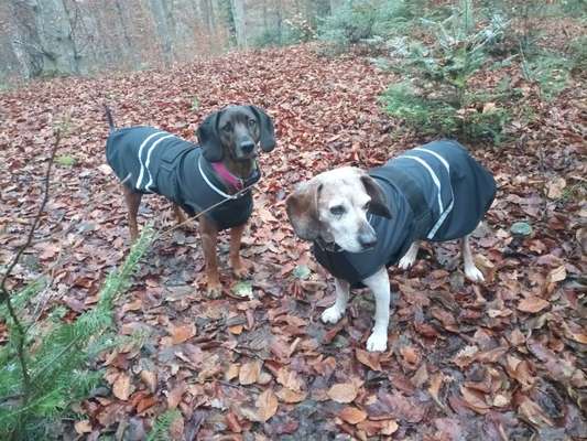 Hundekleidung - Top oder Flop-Beitrag-Bild