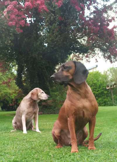 Bayerischer Gebirgsschweißhund-Beitrag-Bild