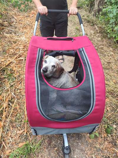 Hundebuggy-Beitrag-Bild