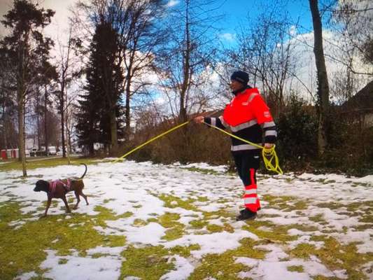 Immer der Nase nach - die schönsten Jagdhund-Bilder-Beitrag-Bild
