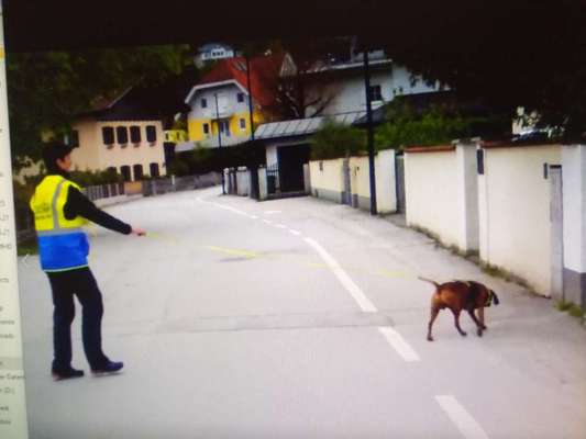 Immer der Nase nach - die schönsten Jagdhund-Bilder-Beitrag-Bild