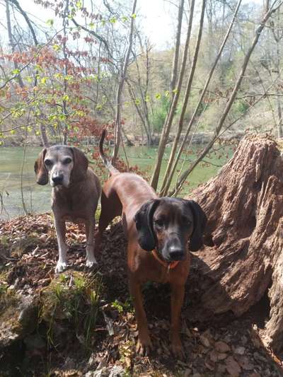 Sind hier Deutsch Kurzhaar/ Jagdhunde?-Beitrag-Bild