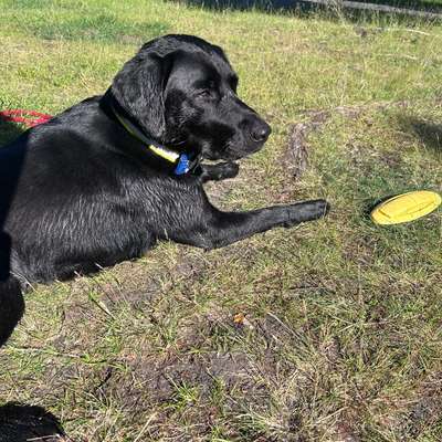 Wasserspielzeug zum Apportieren gesucht-Beitrag-Bild