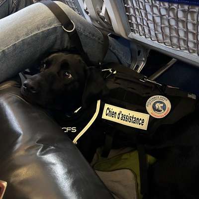 Assistenzhund-Beitrag-Bild