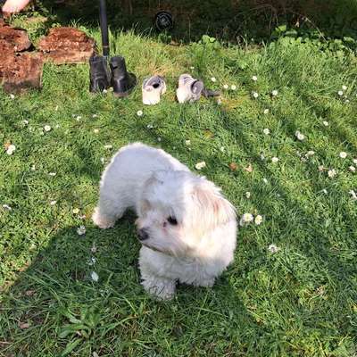 Hundetreffen-Kleine &Junge Hundetreffen in Linsengericht-Bild