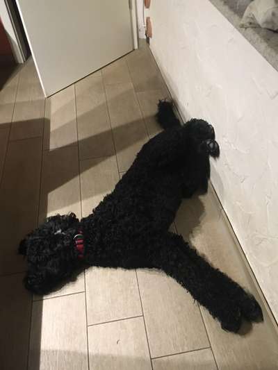 Die Dogorama Wochen Challenge-Beitrag-Bild