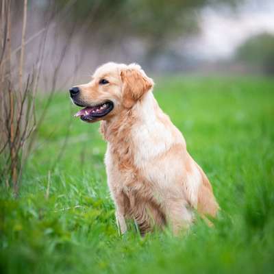 Hundetreffen-Welpen Treff in Schwarzenbek-Profilbild