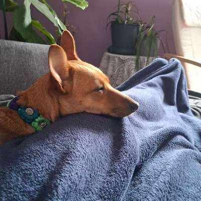 aktuelles Foto Gruppe Biete/suche Hundebetreuung