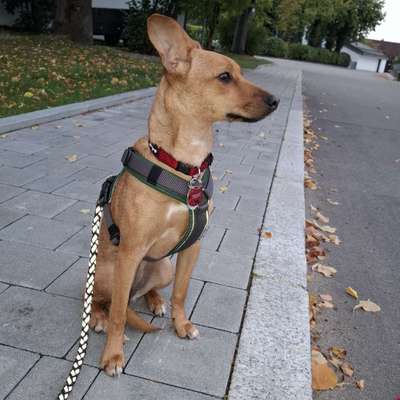 Hundetreffen-Dachauer Hinterland