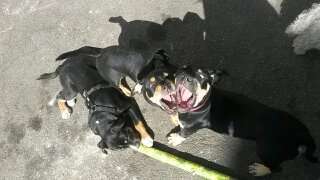 Zeige das lustigste Bild eures Hundis-Beitrag-Bild