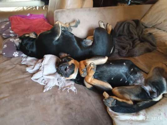 Zeige das lustigste Bild eures Hundis-Beitrag-Bild