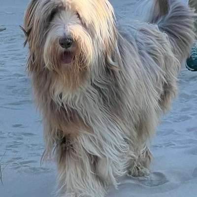 Bearded Collie hier?-Beitrag-Bild