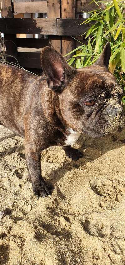 Zeigt mir doch mal eure Dreckspätze-Beitrag-Bild